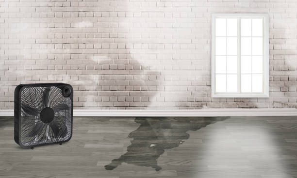 Best Ceiling water damage repair  in West Falmouth, MA